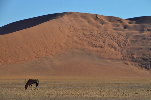 11a - La fauna mai falta a Namibia